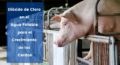 Dioxido de cloro en el agua potable para el crecimiento de los cerdos
