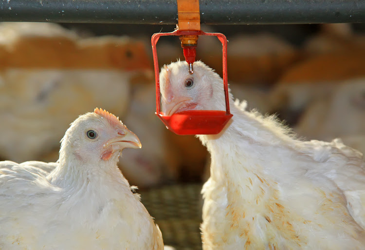 How chlorine dioxide in water affects on Pig and Poultry farming