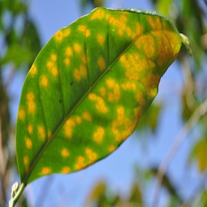 Safrax Chlorine Dioxide Coffee Rust Leaf Disease
