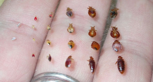 From the size and look of  a drop of blood with leg to the adult bed bug with the size and shape of a lentil or an apple seed.