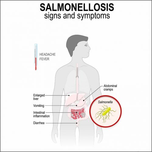 Salmonella symptoms