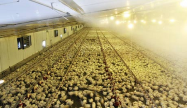 Chlorine dioxide poultry fumigation