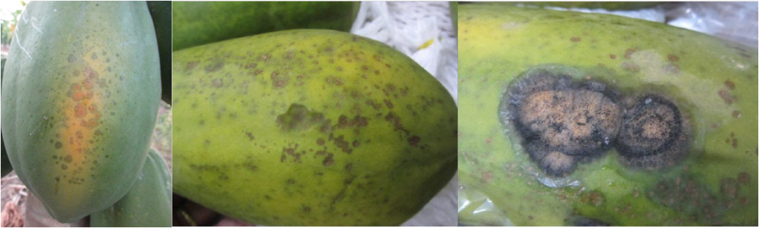 dioxido de cloro Antracnosis-Papaya