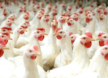 dioxido de cloro avicultura Avicultura Tratamiento Prevencion Enfermedades Dioxido de Cloro Safrax